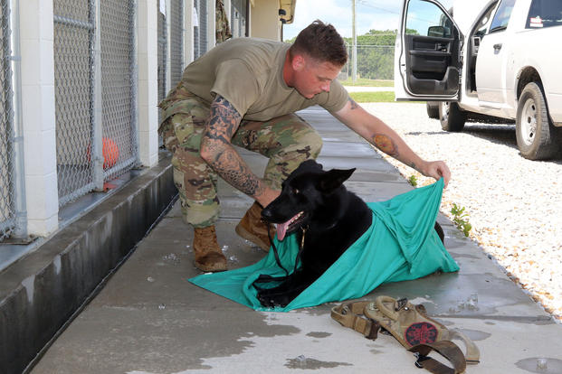 Specialist Sean Nestrick, a military working dog handler assigned to the 510th Military Police Company, 716th Military Police Battalion, 101st Sustainment Brigade, 101st Airborne Division, demonstrates part of the ice sheet cooling process with his working dog, Sidney, at the Fort Campbell military working dog kennel. (U.S. Army/Sharifa Newton)