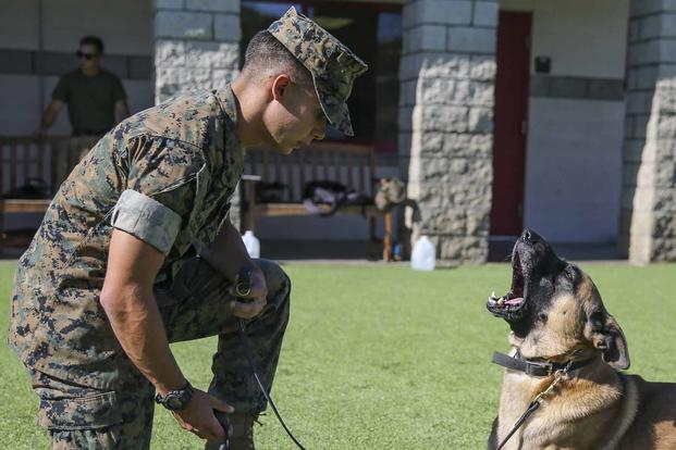 U.S. Marine Cpl. Hunter O’Brien conducts obedience training with his military working dog, Samson.