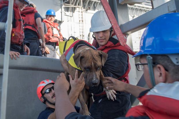 Sailors help Zeus, one of two dogs who were accompanying two mariners who were aided by the amphibious dock landing ship USS Ashland (LSD 48). (U.S. Navy/Mass Communication Specialist 3rd Class Jonathan Clay)