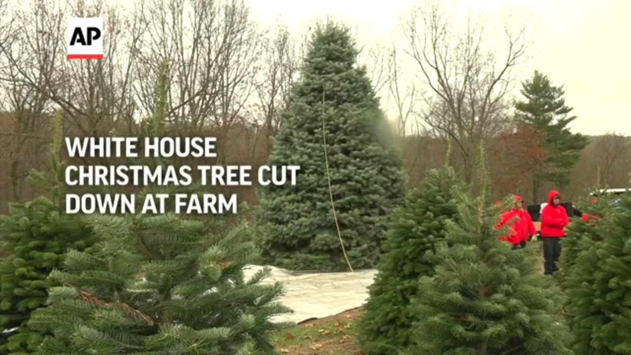 White House Christmas Tree Cut Down at Farm