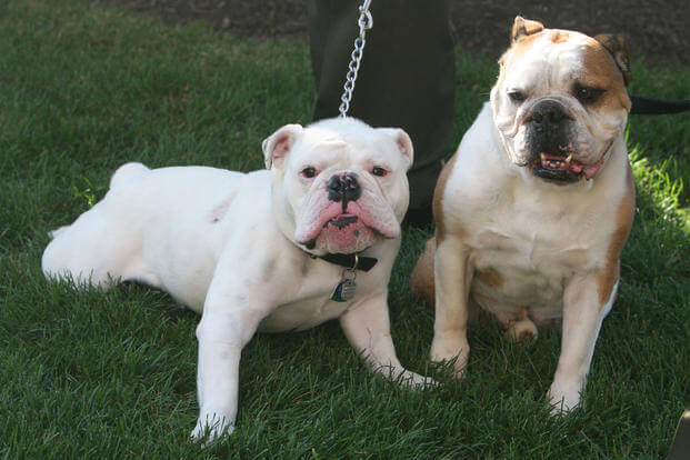 Sgt. Chesty XIII plays with Sgt. Chesty XII, the official mascot of Marine Barracks Washington, during a parade practice at Marine Barracks Washington, July 25. Chesty XII would retire minutes later and be succeeded by Chesty XIII.