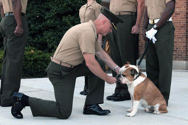 Col. W. Blake Crowe, commanding officer of Marine Barracks Washington, pins the Navy and Marine Corps Achievement Medal on Sgt. Chesty XII, the former mascot of the Barracks, during his retirement ceremony in Washington, July 25, 2008. (U.S. Marine Corps/Chris Dobbs)