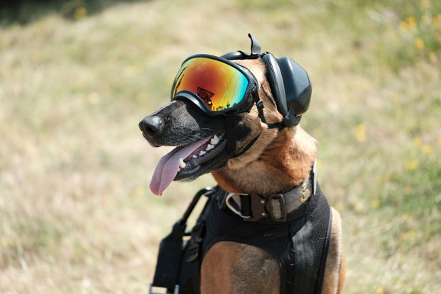 Ricky, a Belgian Malinois at Maritime Safety and Security Team San Francisco, is shown outfitted in his vertical delivery gear consisting of a hoisting vest, eye protection and hearing protection during training at Coast Guard Base Alameda, August 16, 2017.  (Coast Guard/Brandyn Hill)