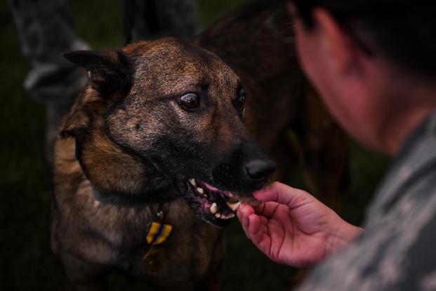 FILE PHOTO -- Military working dog Marco is fed a piece of steak during his retirement ceremony at Barksdale Air Force Base, La., Sept. 8, 2017. (U.S. Air ForceAirman 1st Class Stuart Bright)