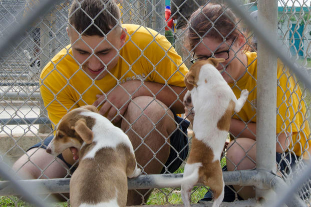 Boatswain’s Mate 3rd Class Connor Barlett, from Philadelphia, and Damage Controlman Fireman Anna Cornish, from Tom’s River, N.J., both assigned to the submarine tender USS Frank Cable interact with puppies at Guam Animals in Need shelter. (U.S. Navy/Heather C. Wamsley)