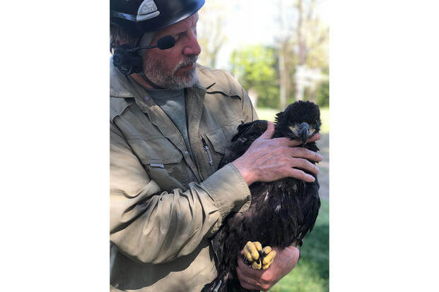 Bryan D. Watts, Center for Conservation Biology Director, holds a 6-week-old bald eagle on Naval Air Station Patuxent River, Maryland, May 1, 2018. (U.S. Navy photo by Mass Communication Specialist 2nd Class Anita C. Newman)