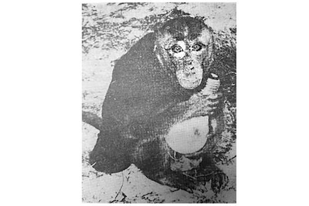 This 1945 photo shows the pet monkey Cisco. The pet of Marine Pvt. Joseph L. Hooker, Cisco was photographed "cavorting for the fellows outside of Bldg. 216 last Thursday. Cisco balefully posed with a used flashbulb for this rather informal portrait," according the original photo caption. (U.S Marine Corps)