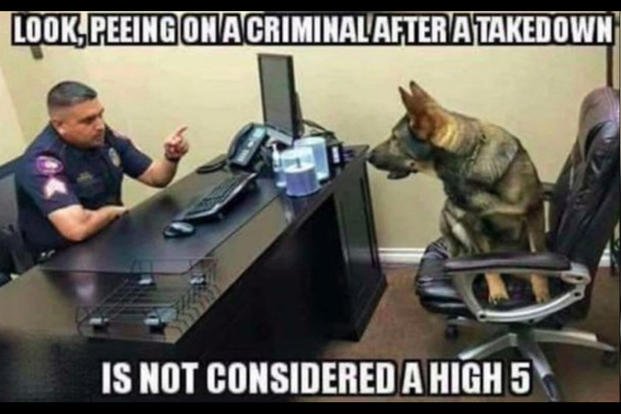 8 Funny Working Dog Memes That'll Make You Wag Your Tail | Military.com