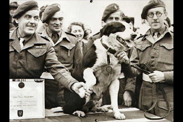 were dogs used in ww2