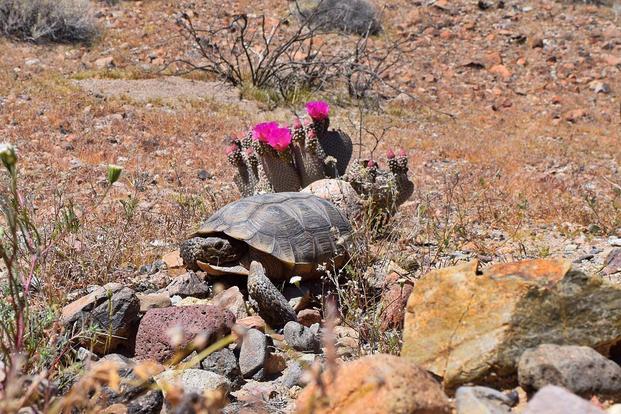A Mojave Desert Tortoise rests near some beaver-tail cactus flowers aboard Marine Corps Logistics Base Barstow, California, on April 15, 2019. (Photo courtesy of Tim Brust)