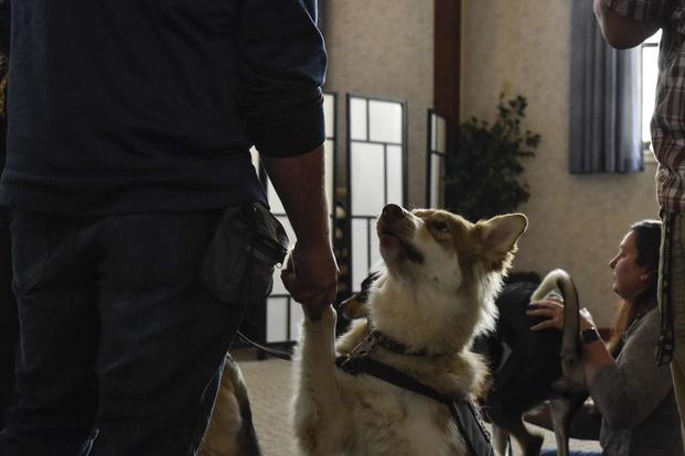 Bear, service dog, shakes the hand of a U.S. Navy veteran prior to the start of their 4 Paws 2 Freedom program graduation March 22, 2019 at Beale Air Force Base, California. (U.S. Air Force/Staff Sgt. Alexandre Montes)