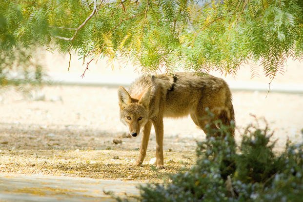 coyote pauses near a sidewalk