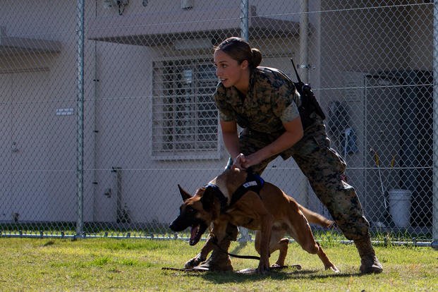 how much do military dog trainers make