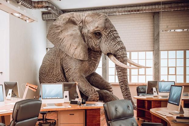 elephant in office waiting for interview