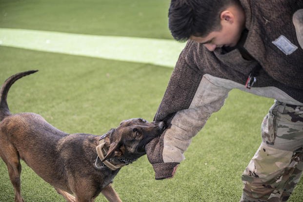 A military working dog bites simulated perpetrator