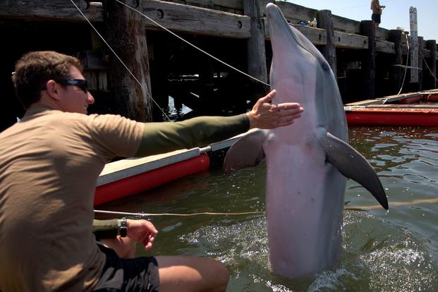 U.S. Navy sailor trains a bottlenose dolphin. 