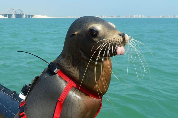 A California sea lion waits for a signal from his U.S. Navy handler.
