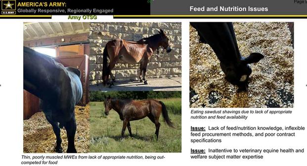 U.S. Army’s ‘Task Force Military Working Equids’ report.