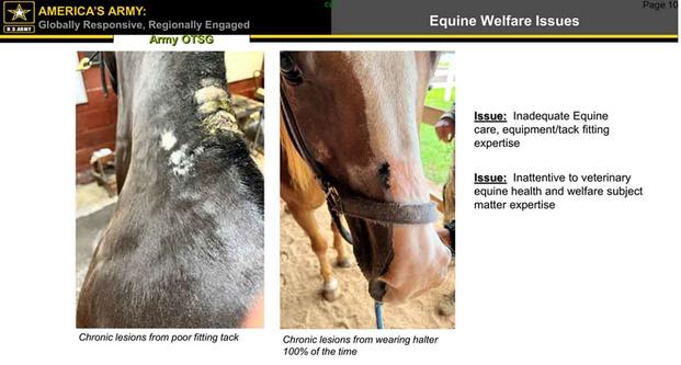 U.S. Army’s ‘Task Force Military Working Equids’ report.