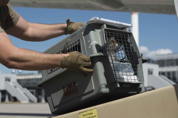 U.S. Air Force passenger service specialist places a cat on a conveyor belt.