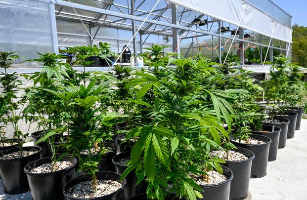 Growing marijuana at home would be illegal under changes to voter