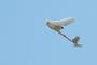 RQ-11B Raven