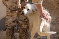 Erby the dog plays with Coalition soldiers in the Kurdistan Training Coordination Center (KTCC), in a Peshmerga Camp near Erbil, Iraq, Oct. 19, 2017. (U.S. Army photo/Tracy McKithern)