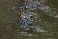 An alligator is seen at the Botanical Gardens on Avery Island, Louisiana in 2010. An alligator's proximity to the barracks on Schmidt Street at Marine Corps Air Station New River, North Carolina, caught officials' attention. (U.S. Army photo/Chuck Cannon)
