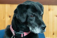 Onyx, the 13-year-old black Labrador mix, advances Senior Chief Petty Paw-fficer