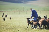 Farmer feeding sheep in field