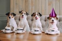 four terrier dogs with coffee cups at a table saying upholder, rebel, questioner, obliger.