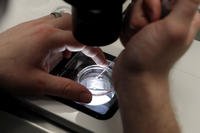 Lab staff at fertility clinic prepare petri dishes holding 1-7 day old embryos