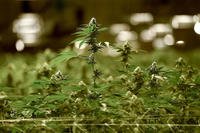 A committee of Texas lawmakers on Monday considered a bill to expanded Texas' medical marijuana program. (Jill Toyoshiba/The Kansas City Star/TNS)