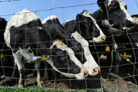 Beef and dairy cows graze on a farm in Connecticut