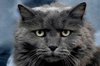 Grey cat headshot.