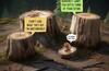 stumps in forest